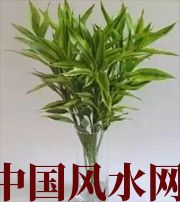 眉山十二生肖养什么植物最旺财运？你知道吗！